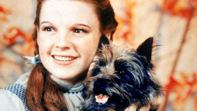 Toto Had A Nice Salary For A Dog Actor | 