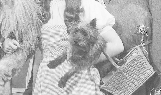 Toto The Cairn Terrier | 