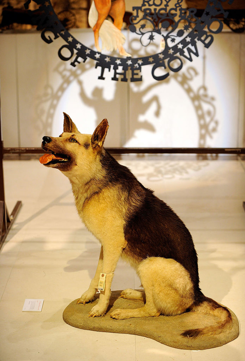 Remembering “Wonder Dog” Bullet - Remembering Roy Rogers: The Untold ...