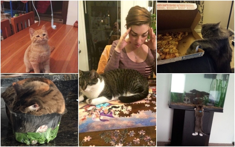 Cats Show Their Humans Who’s Boss in These Priceless Photos Part 2 | Imgur.com/JXC4 & Burritoworld & VPIfPY9 & DuwjAJY & zzVd3yH