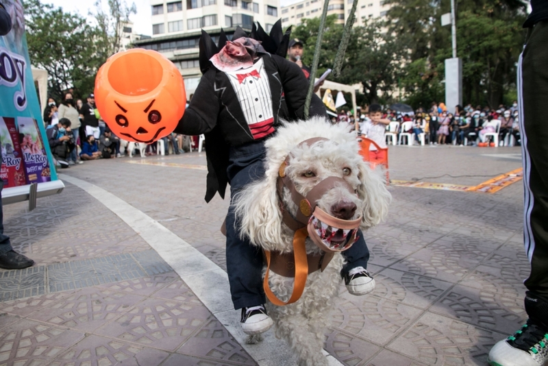 The Headless Horseman Strikes Back | Alamy Stock Photo by David Kechi Flores/dpa picture alliance