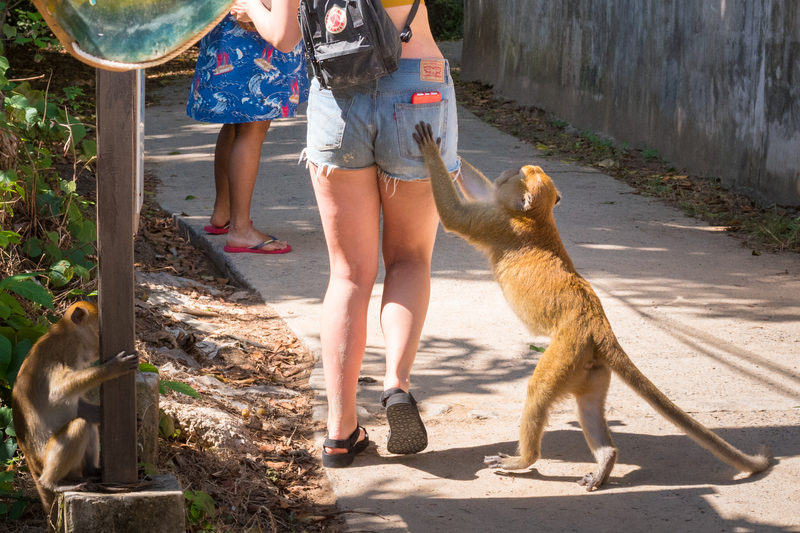 Monkey See Monkey Do | Shutterstock