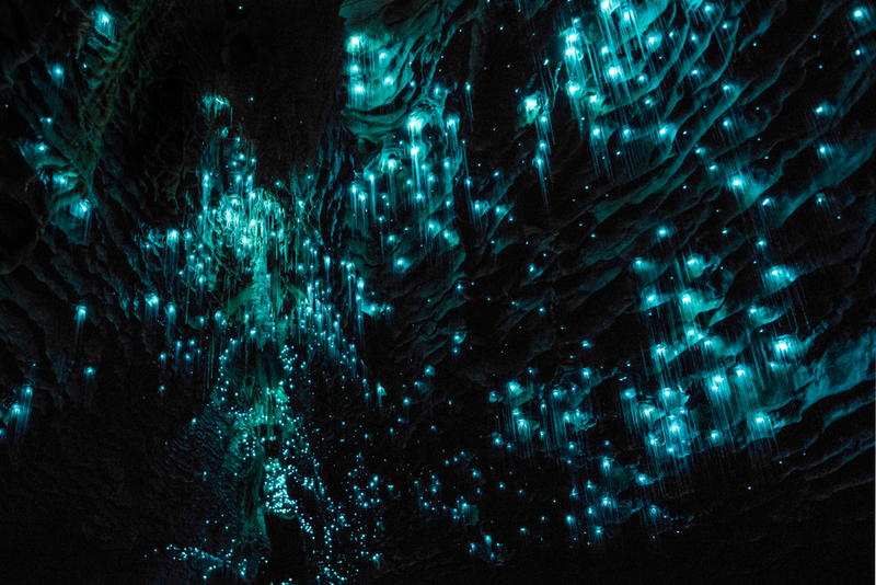Worms That Glow in the Dark | Shutterstock
