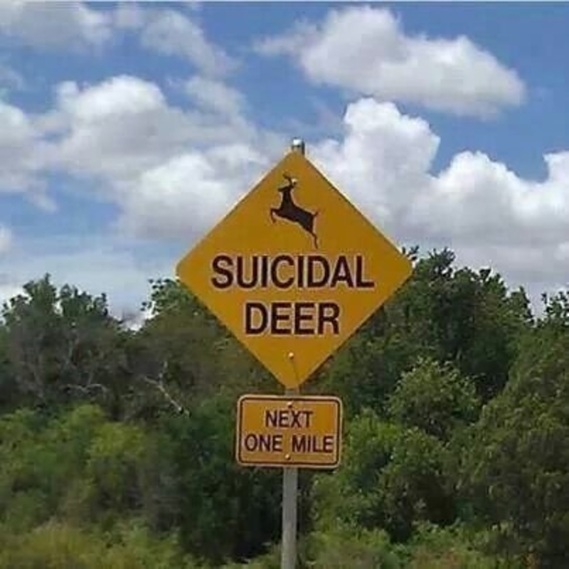 Suicidal Deer | Twitter/@leoneoking1