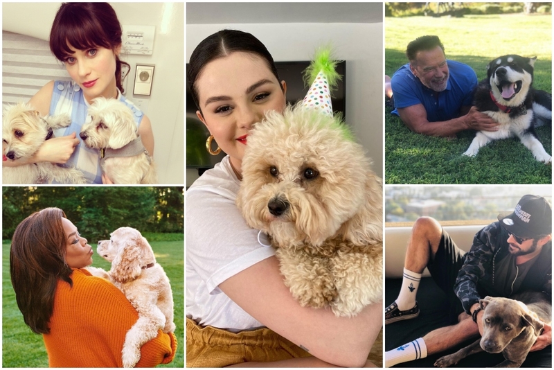 Your Favorite Celebrities and Their Rescued Furbabies | Instagram/@zooeydeschanel & @oprah & @selenagomez & @schwarzenegger &@zacefron