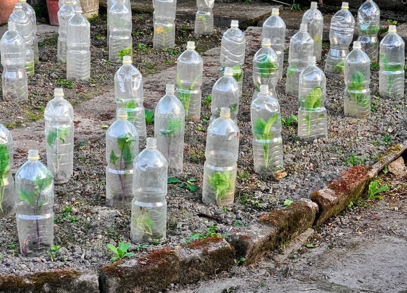 Usa botellas para hacer campanas para las plantas | Shutterstock Photo by firstpentuer