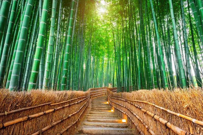 Fantasy: Arashiyama Bamboo Forest, Kyoto, Japan | Shutterstock