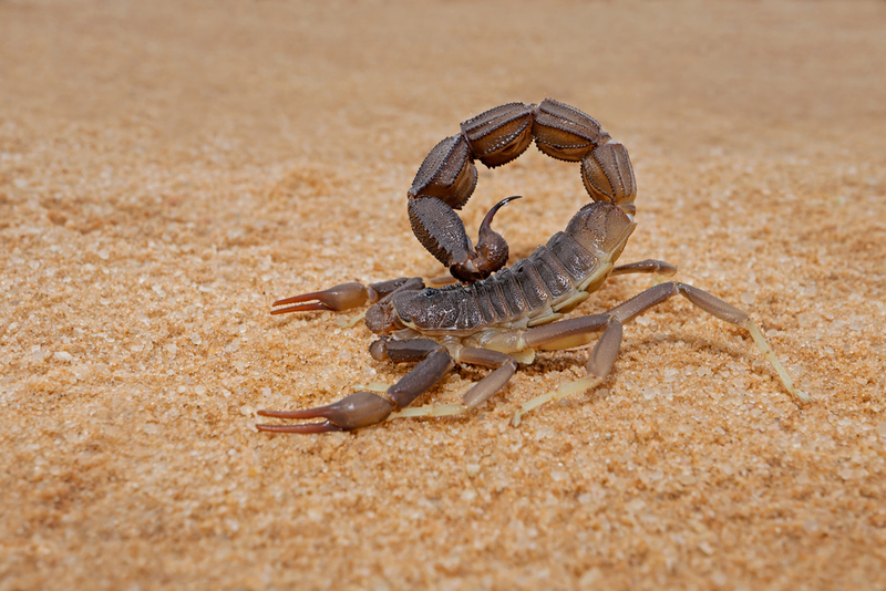 Black Spitting Thick Tail Scorpion | Shutterstock