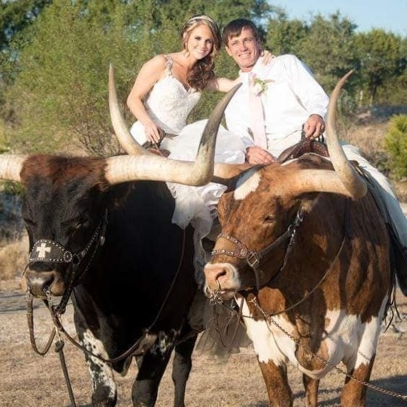 Texas Wedding Transportation | Facebook/@CrossTRanchlonghorns
