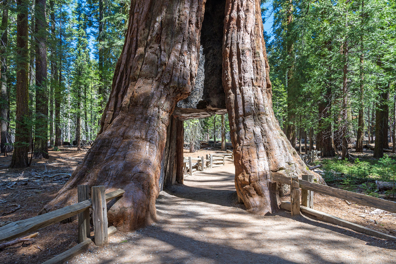 The Sequoia Tunnel | Kusska/Shutterstock
