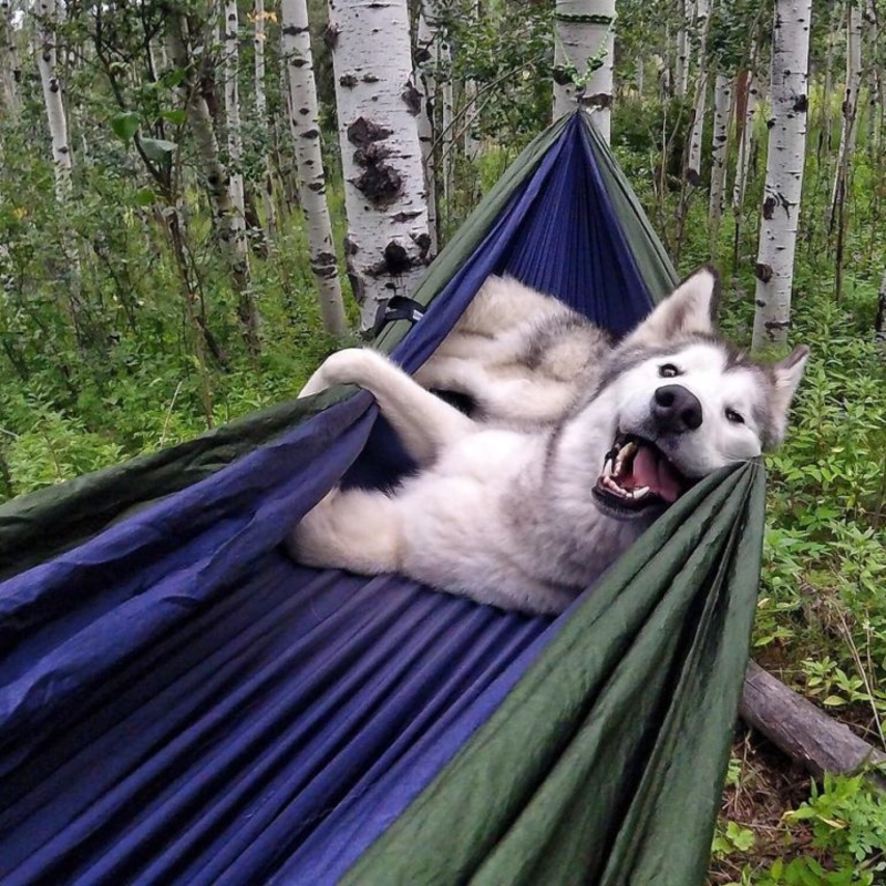 Acampar al estilo perrito | Imgur.com/Zenaxic