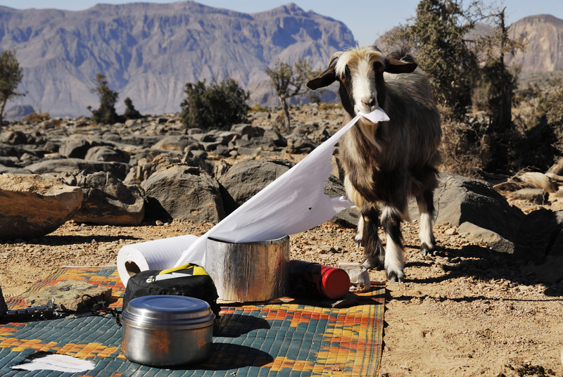 La cabra lo tiene | Getty Images Photo by Jason Jones Travel Photography