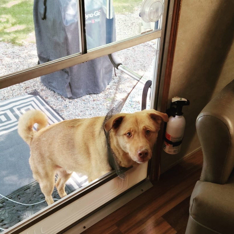 Un perro curioso | Instagram/@broconmum