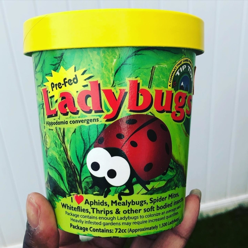 Canned Ladybugs | Instagram/@jataraviews