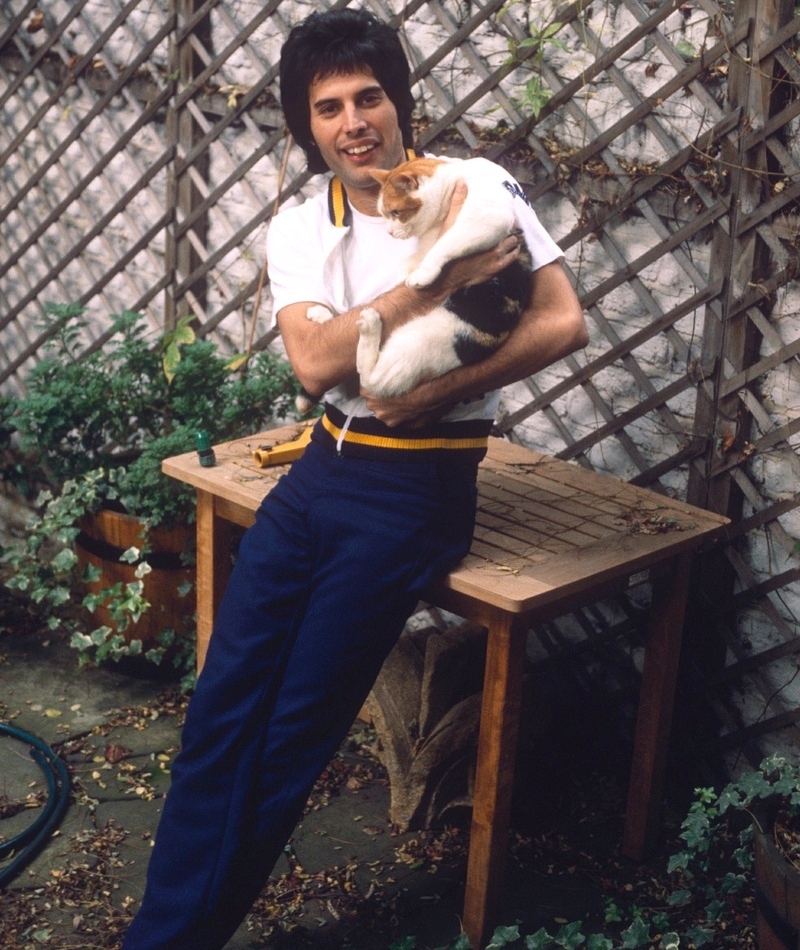 Freddie Mercury Lived with Ten Cats | Sheila Rock/Shutterstock Editorial