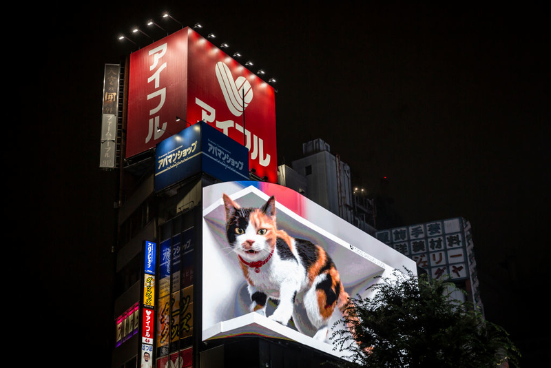 A Furious Feline | Getty Images Photo by Yuichi Yamazaki 