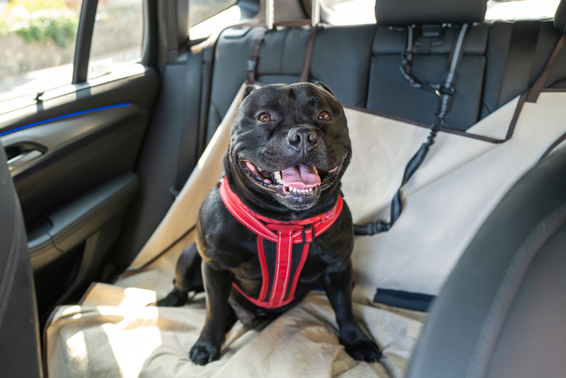 Keep a Dog Harness for the Car | Shutterstock Photo by Christine Bird