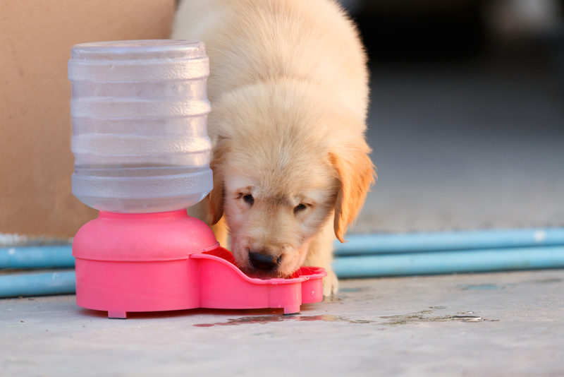 Save Time on the Water Dish | Shutterstock Photo by Damix