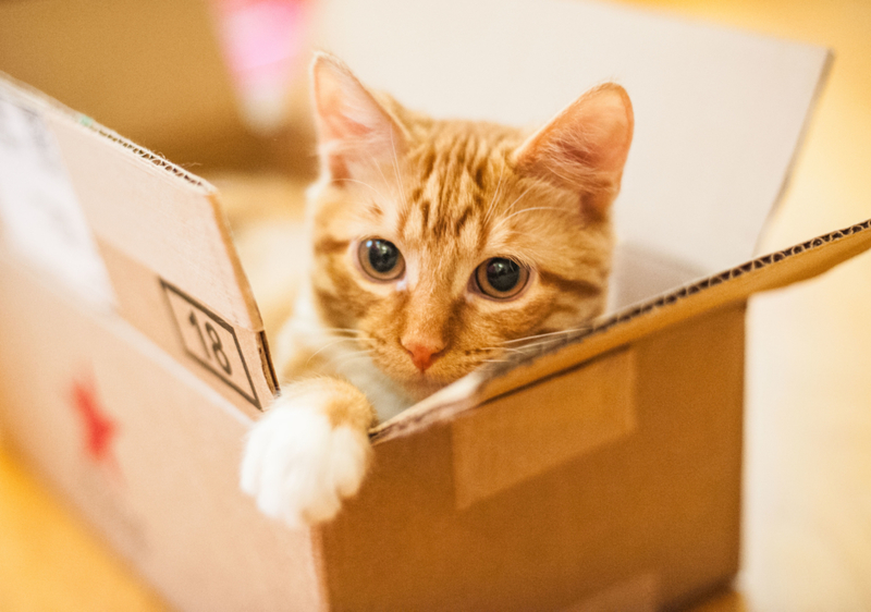 Cats and Boxes. You Know How This Goes | Alamy Stock Photo by Brigette Supernova