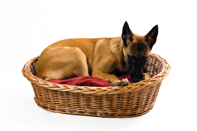 Create a Quick Dog Bed | Alamy Stock Photo by Helma Spona/INSADCO GmbH