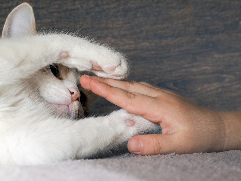 Touch Your Cat's Paws | Shutterstock Photo by Irina Kozorog