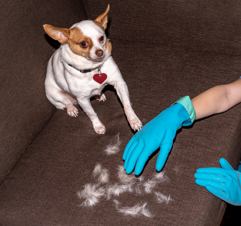 Rubber Gloves Make Dog Hair Easy | Shutterstock Photo by Andrea C. Miller