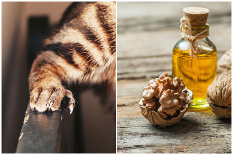 Walnuts: Every Pet Owner's Best Friend | Shutterstock Photo by Anna Kraynova & Halil ibrahim mescioglu