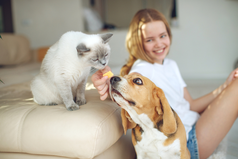 Take Time Introducing Other Pets | Shutterstock Photo by Nina Buday