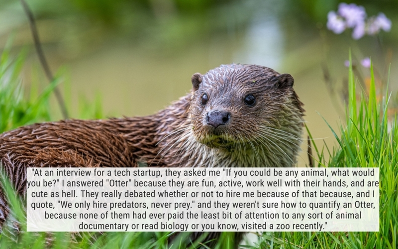 You Otter Know Better | Getty Images Photo By Ian Douglas