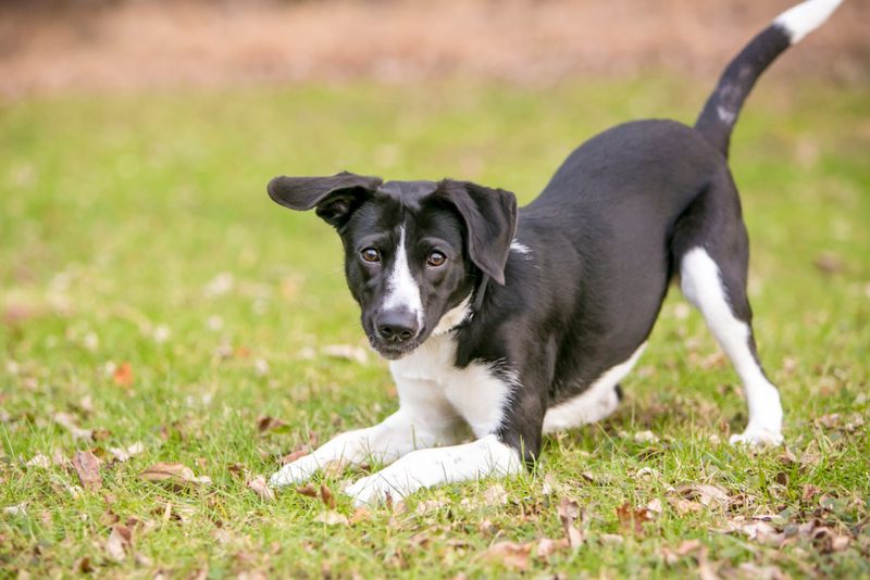 Por qué tu cachorro se inclina | Shutterstock Photo by Mary Swift