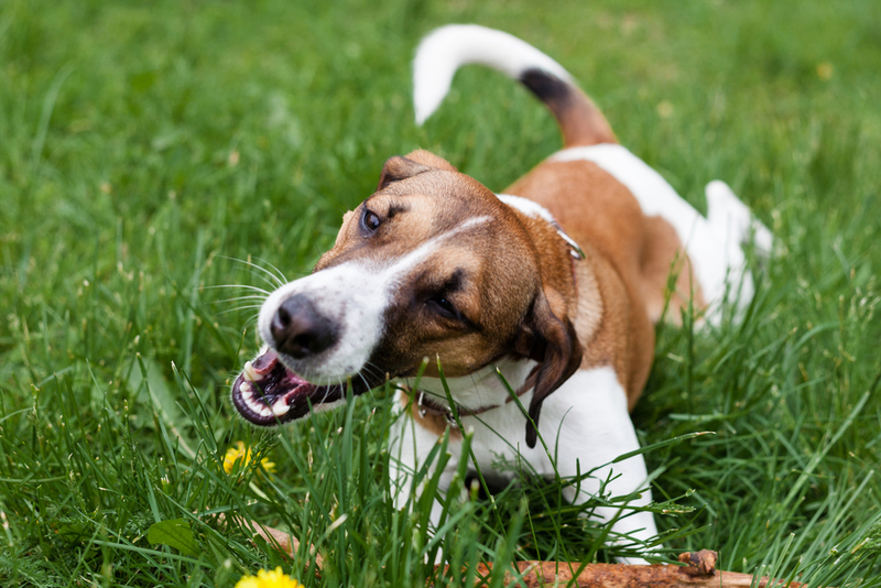Perros comiendo hierba | Shutterstock Photo by Aksana Lebedz