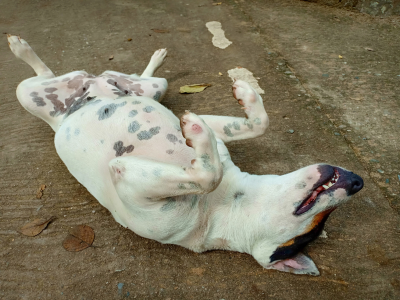 Postura de perro muerto | Shutterstock Photo by KK.ELL