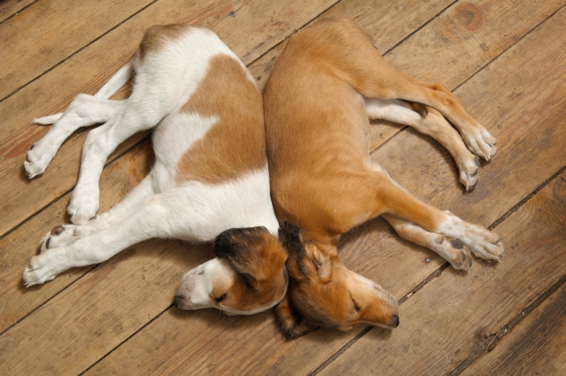 Perros durmiendo espalda con espalda | Shutterstock Photo by MAGDALENA SZACHOWSKA
