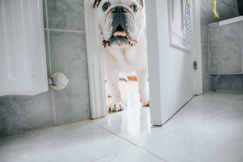Cuando tu perro se queda a tu lado | Getty Images Photo by Carol Yepes