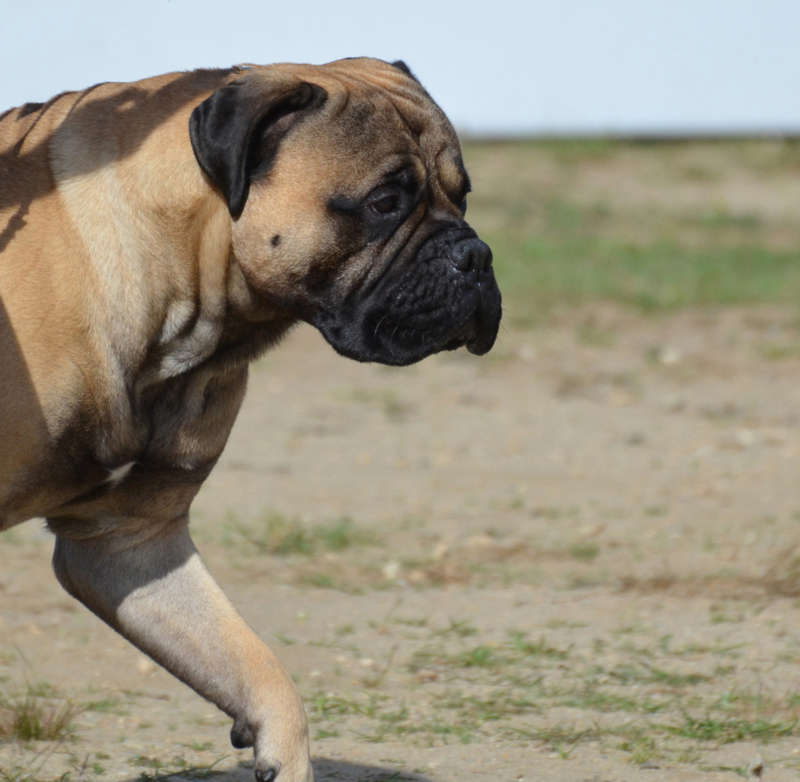Por qué tu perro camina de un lado a otro | Shutterstock Photo by DejaVuDesigns