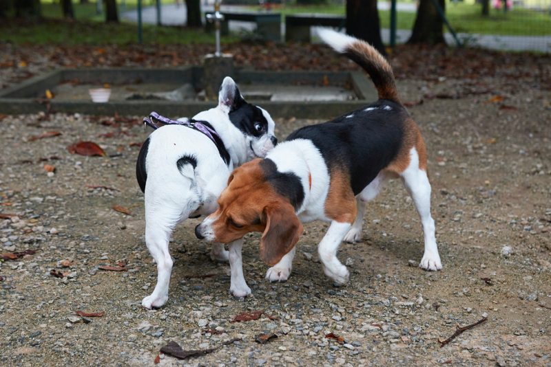 Oler el trasero de otros perros | Shutterstock Photo by Spiky and I