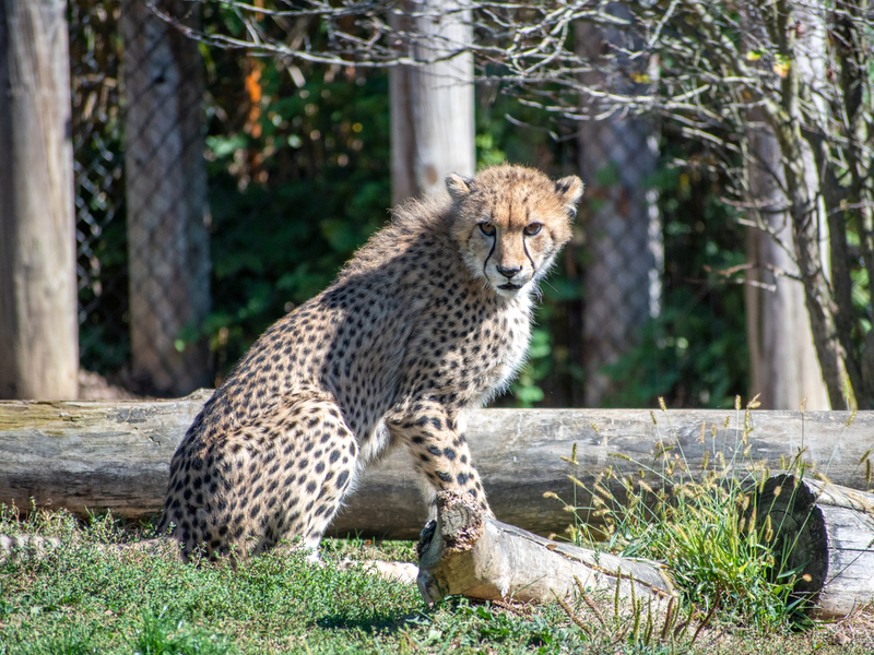 The Asiatic Cheetah | Shutterstock