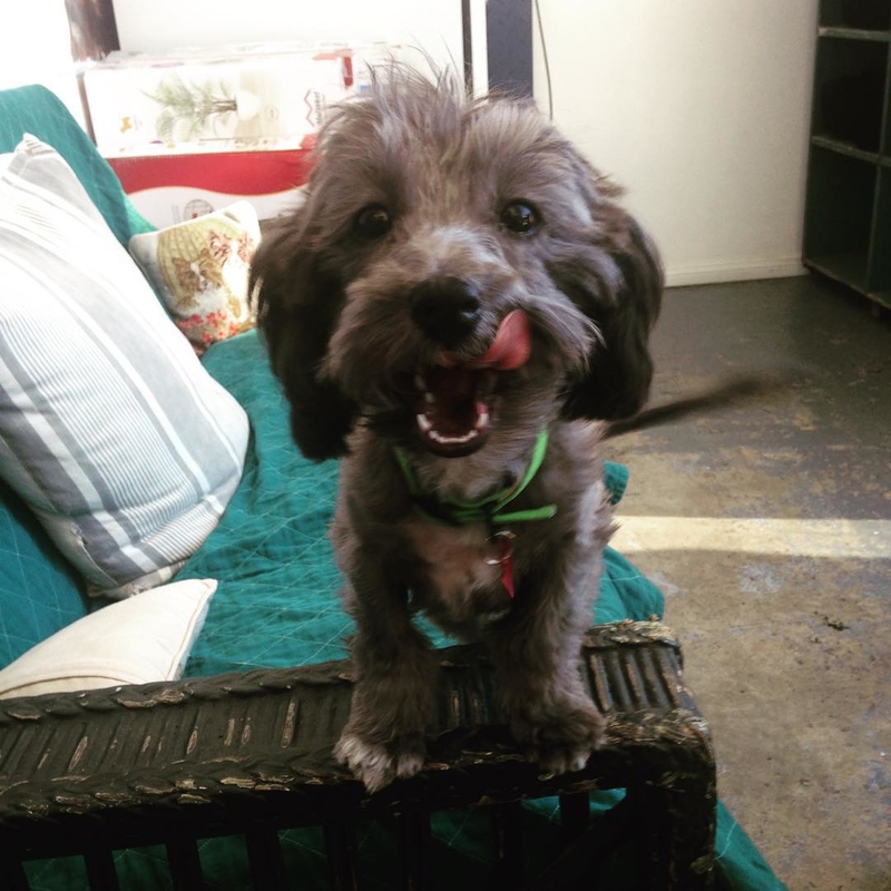A Dog Rescuer | Instagram/@spotrescuedogs