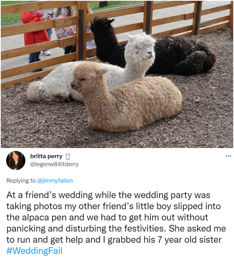 Ah, the Classic Alpaca Wedding Destination | Shutterstock & Twitter/@legenw84itderry