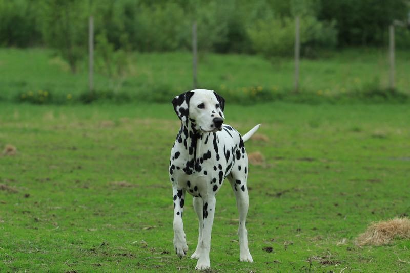 Dalmatian | Shutterstock Photo by 4ndr344