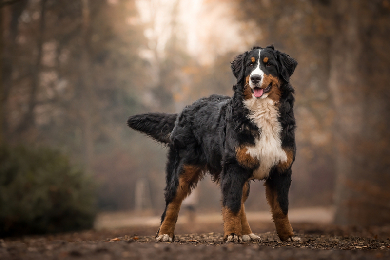 Bernese Mountain Dog | Shutterstock Photo by xkunclova