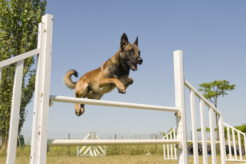 Belgian Malinois Participate in Navy SEALs Combat Missions | Shutterstock Photo by cynoclub