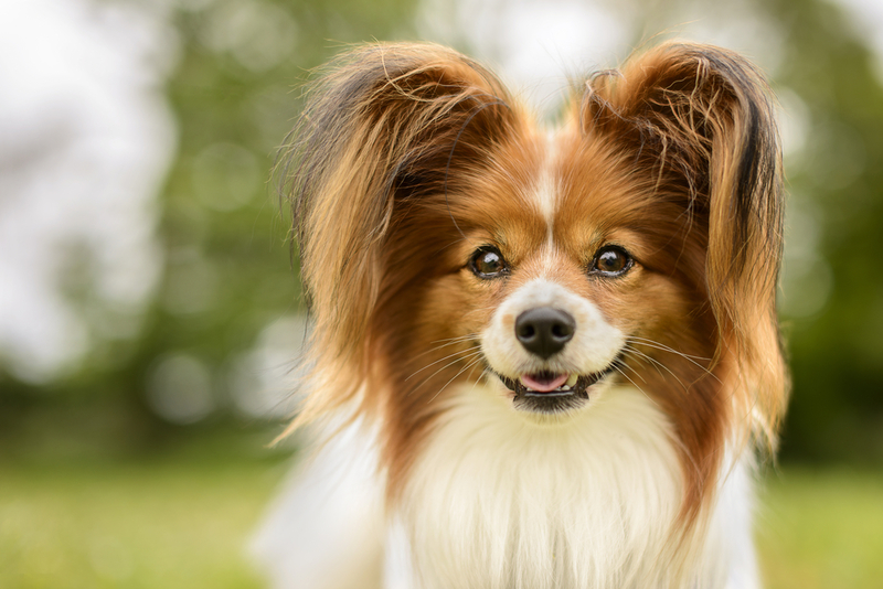 Papillon | Shutterstock Photo by JessicaMcGovern