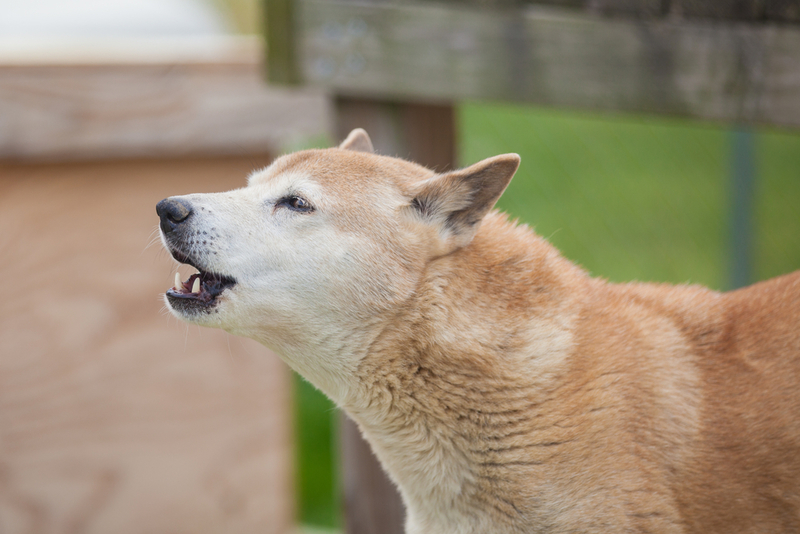 New Guinea Singing Dog | Shutterstock Photo by Tara Lynn and Co