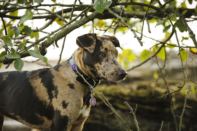 Catahoula Leopard Dog | Shutterstock Photo by everydoghasastory