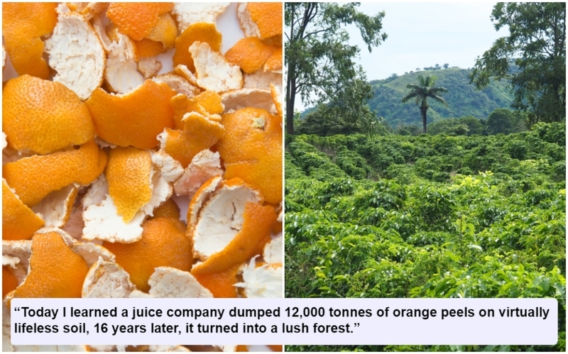 Las naranjas son buenas para todo | Shutterstock