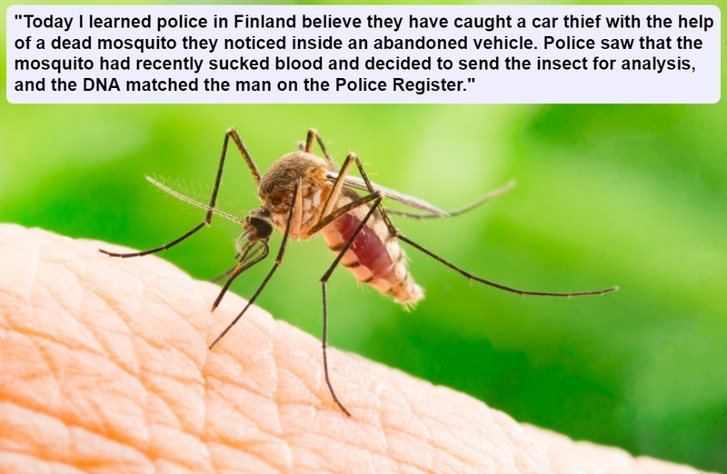 El mosquito policía | Shutterstock