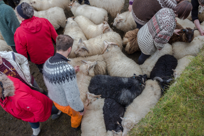 La población de ovejas de Islandia | Alamy Stock Photo by Kristinn Thorlaksson