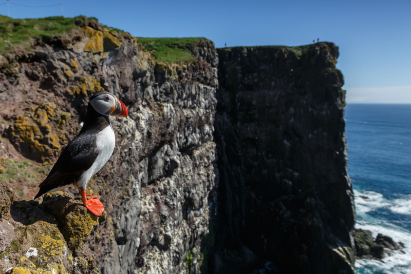 Los pájaros de Islandia | Alamy Stock Photo by Menno Schaefer