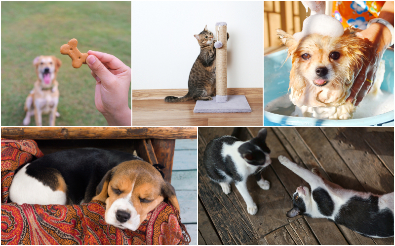 Haz la vida más fácil para ambos con estos trucos para mascotas | Shutterstock Photo by pakornkrit & 5 second Studio & Leeyakorn06 & Anneka & WichitS